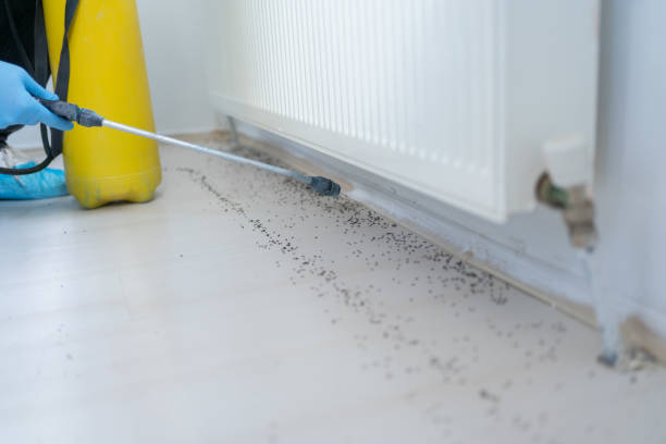 Best Termite Control Services  in Farr West, UT